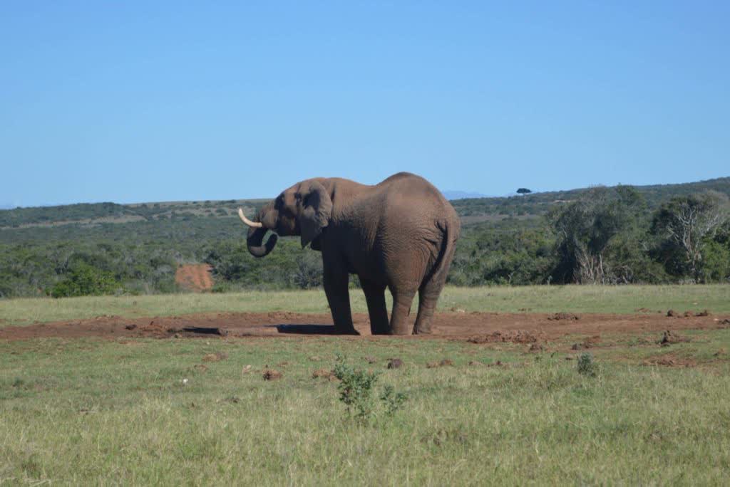 Een olifant in Addo Elephant Park in de Oostkaap, Zuid-Afrika