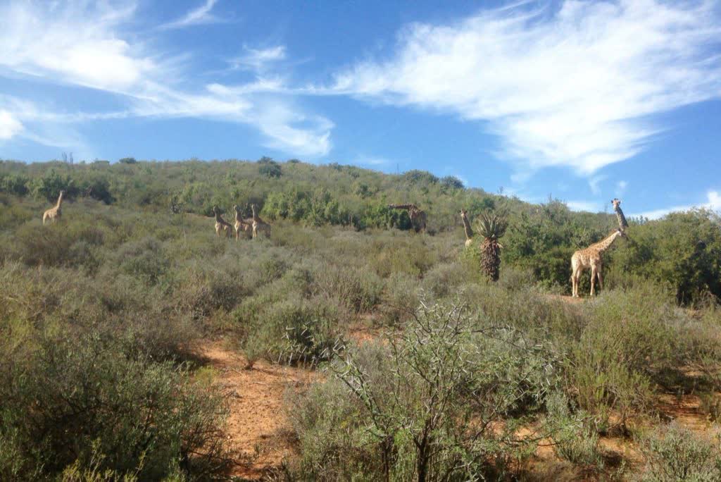 Giraffen tussen de struiken in een privereservaat, Zuid-Afrika
