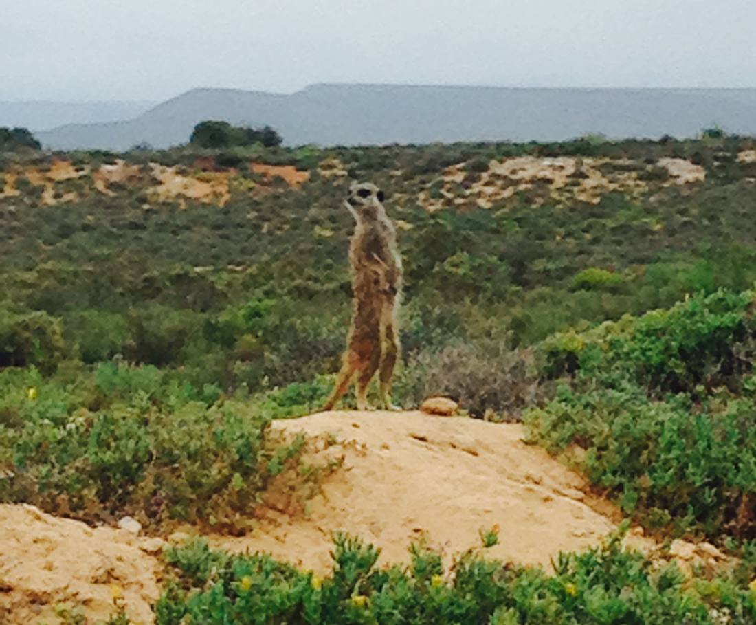 Een stokstaartje op de uitkijk in de Kleine Karoo bij Oudtshoorn, Zuid-Afrika