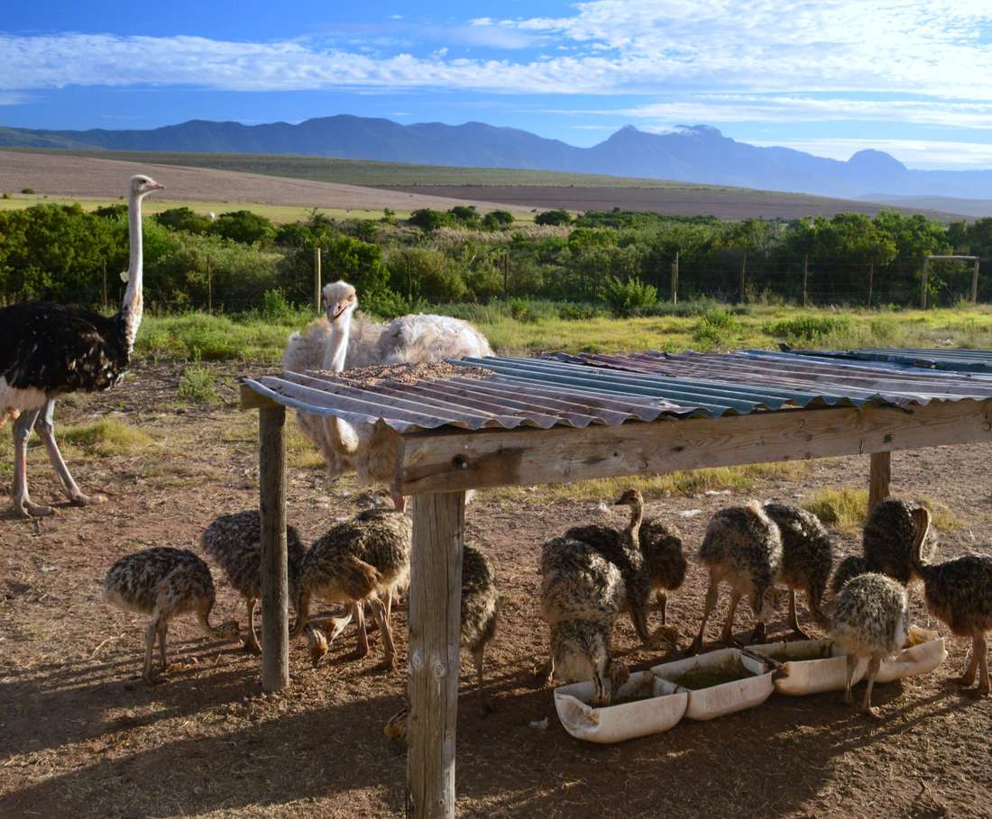 Struisvogels op een struisvogelboerderij bij Oudtshoorn, Zuid-Afrika