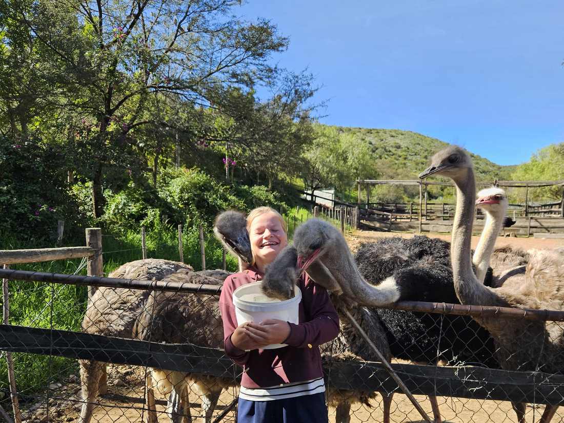 Meisje voert struisvogels op een struisvogelboerderij bij Oudtshoorn, Zuid-Afrika