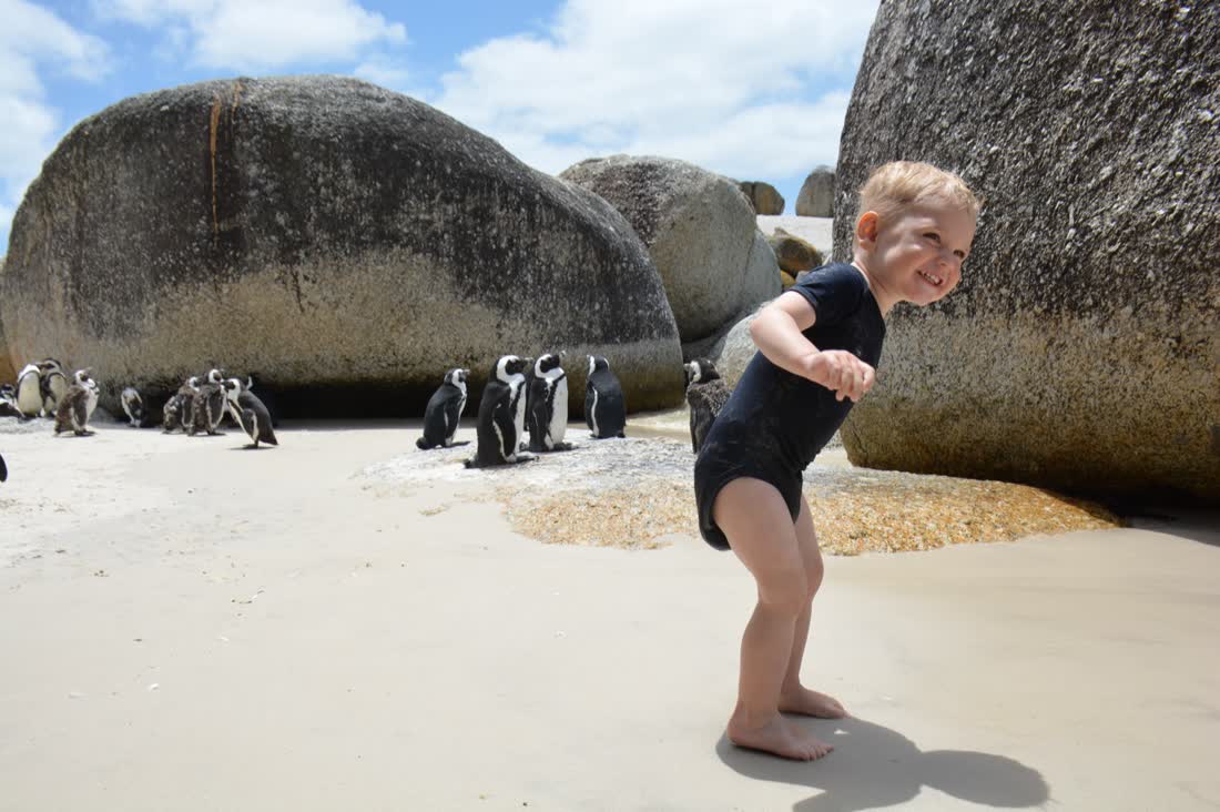 Pinguïns op Boulders Beach, de West-Kaap, Zuid-Afrika