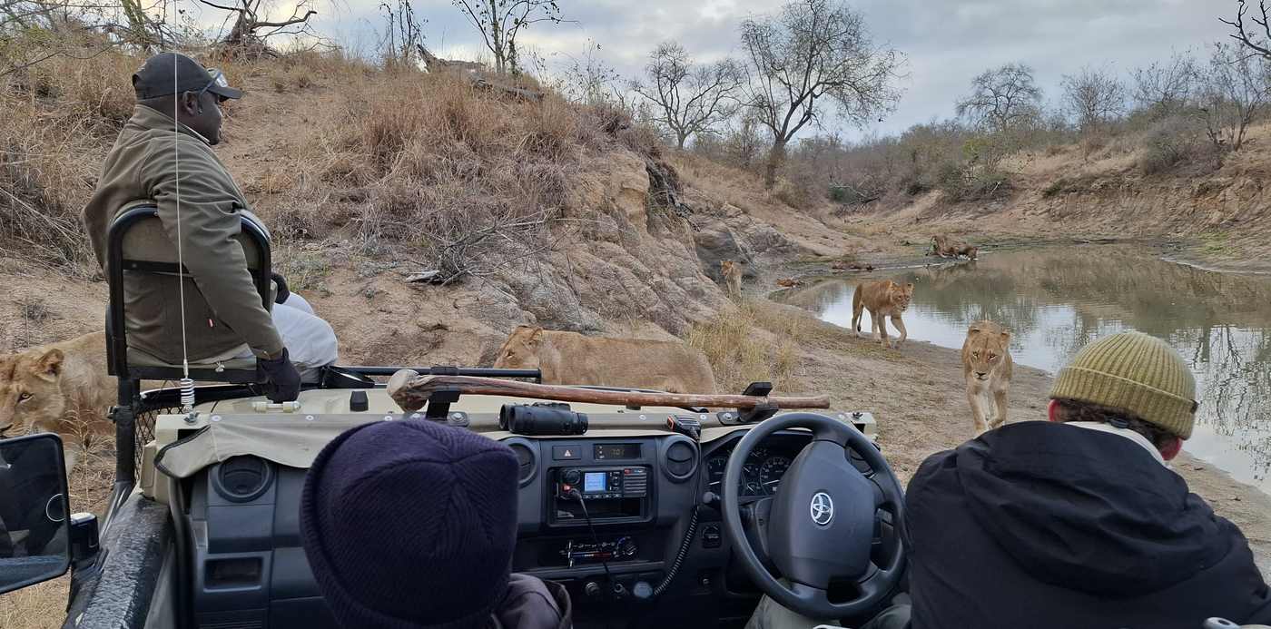 Vanuit de safarijeep kijken naar leeuwen bij de drinkplaats, Zuid-Afrika