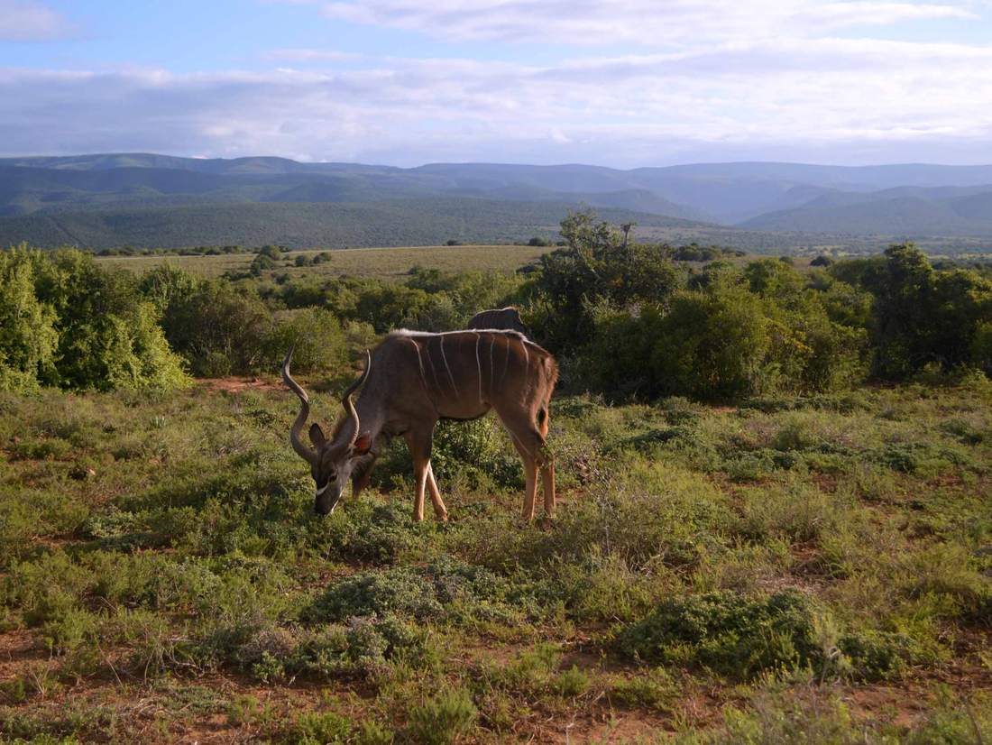 Onze eerste Kudu in Addo National Park