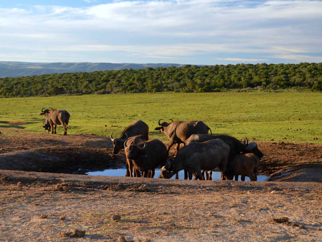 Op safari door Addo tijdens onze Zuid-Afrika met kinderen rondreis