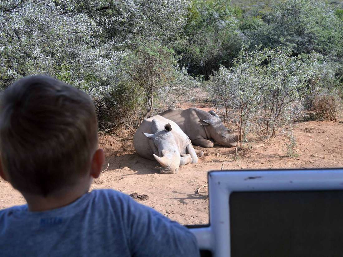 Op safari deze neushoorns spotten, gaaf!