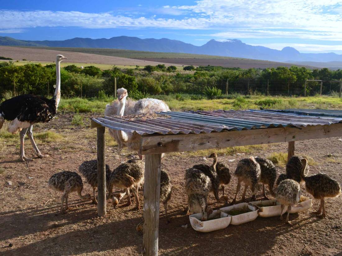 Struisvogels voeren tijdens onze Zuid-Afrika gezinsreis