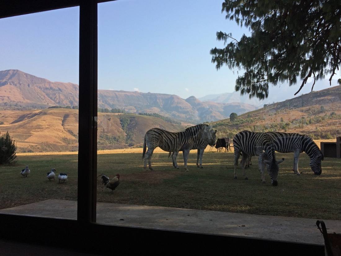 Zebra's grazen vlak bij de lodge, Zuid-Afrika