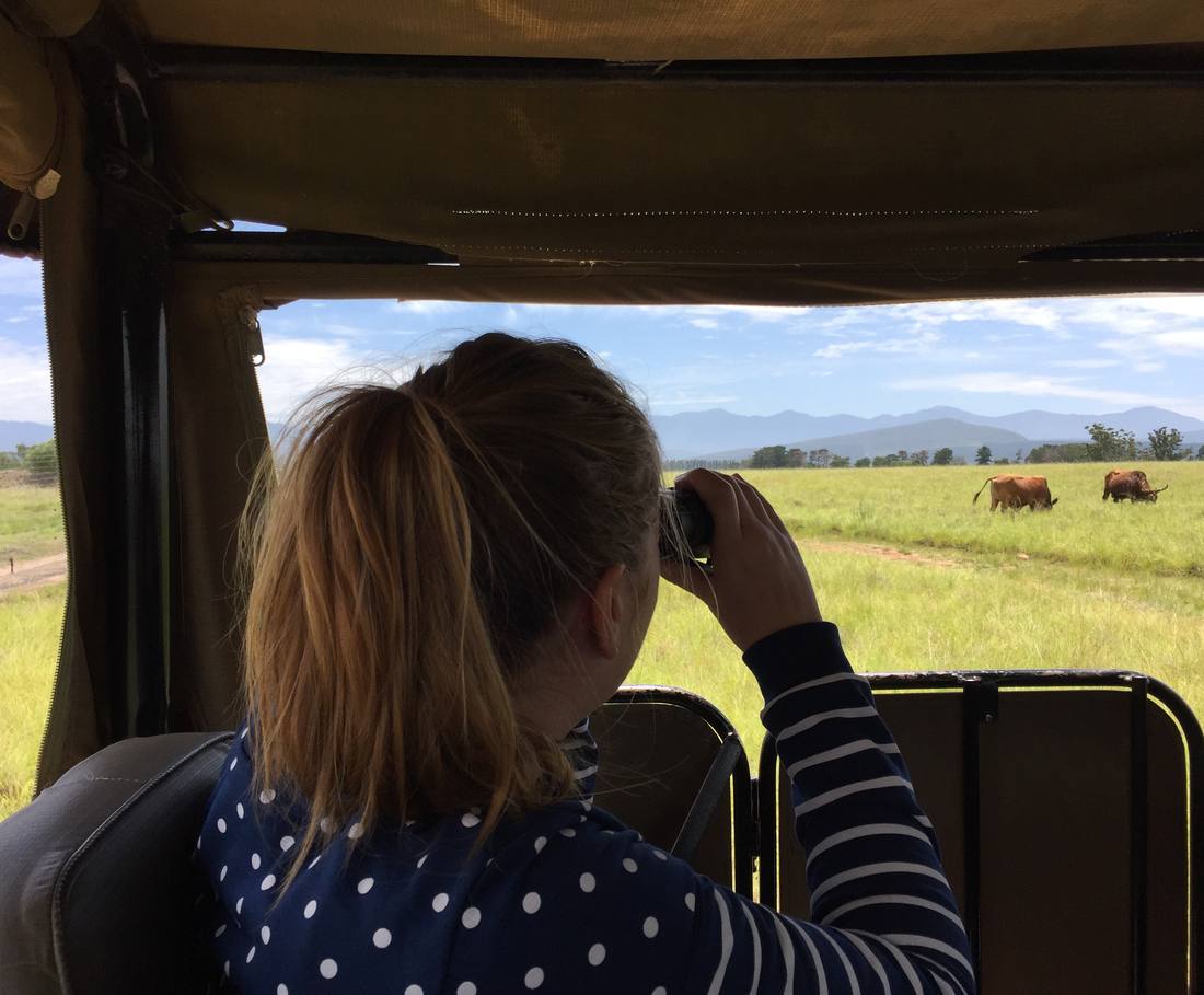 Met de verrekijker achterin de open safariwagen, dieren in het gras, Zuid-Afrika
