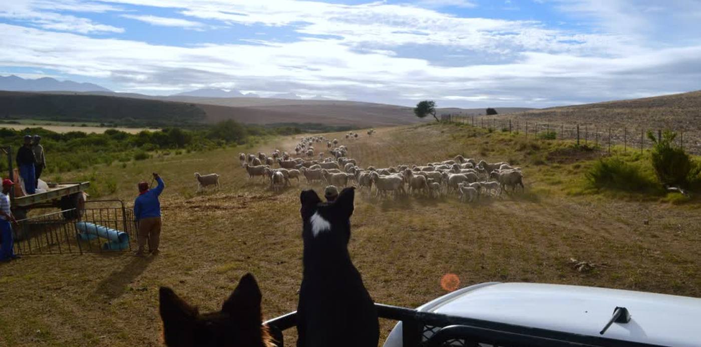 De hond kijkt mee vanaf de laadbak terwijl de kudde schapen langstrekt, Zuid-Afrika