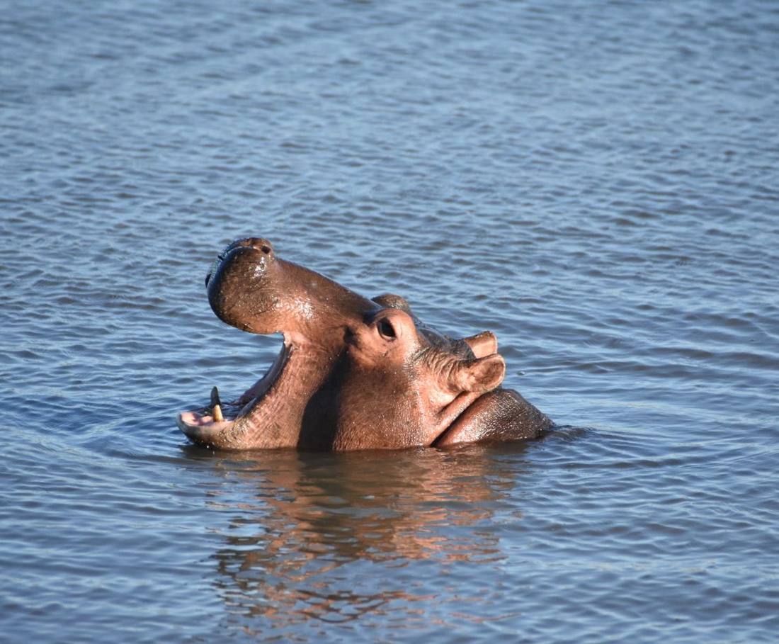 Een nijlpaard met open bek in het water bij St. Lucia, Zuid-Afrika