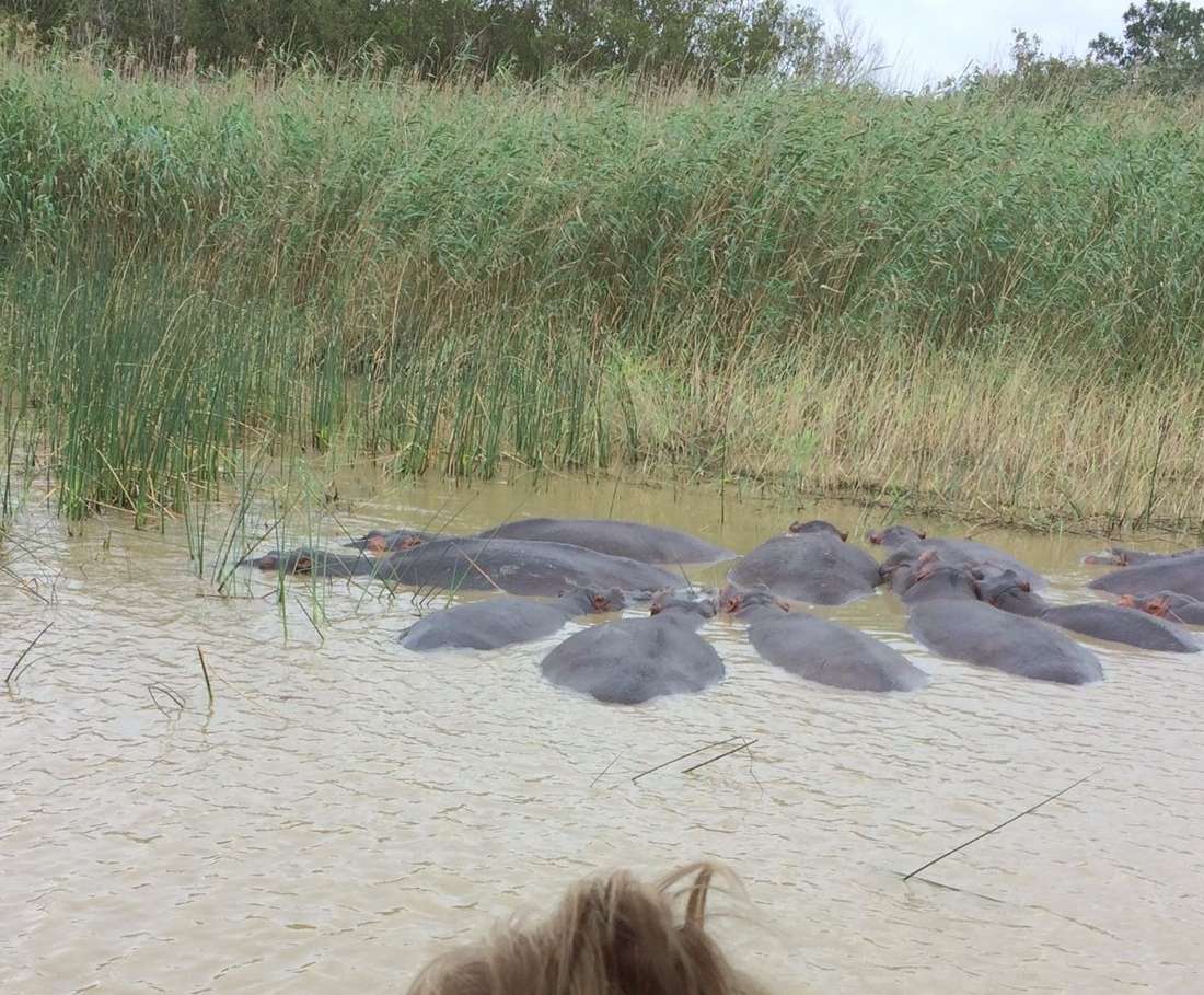 Nijlpaarden in het water bij St. Lucia, Zuid-Afrika
