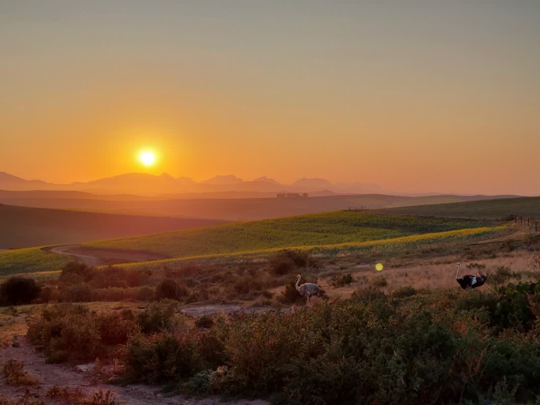 Struisvogels in de heuvels van de Overberg bij zonsondergang, Zuid-Afrika