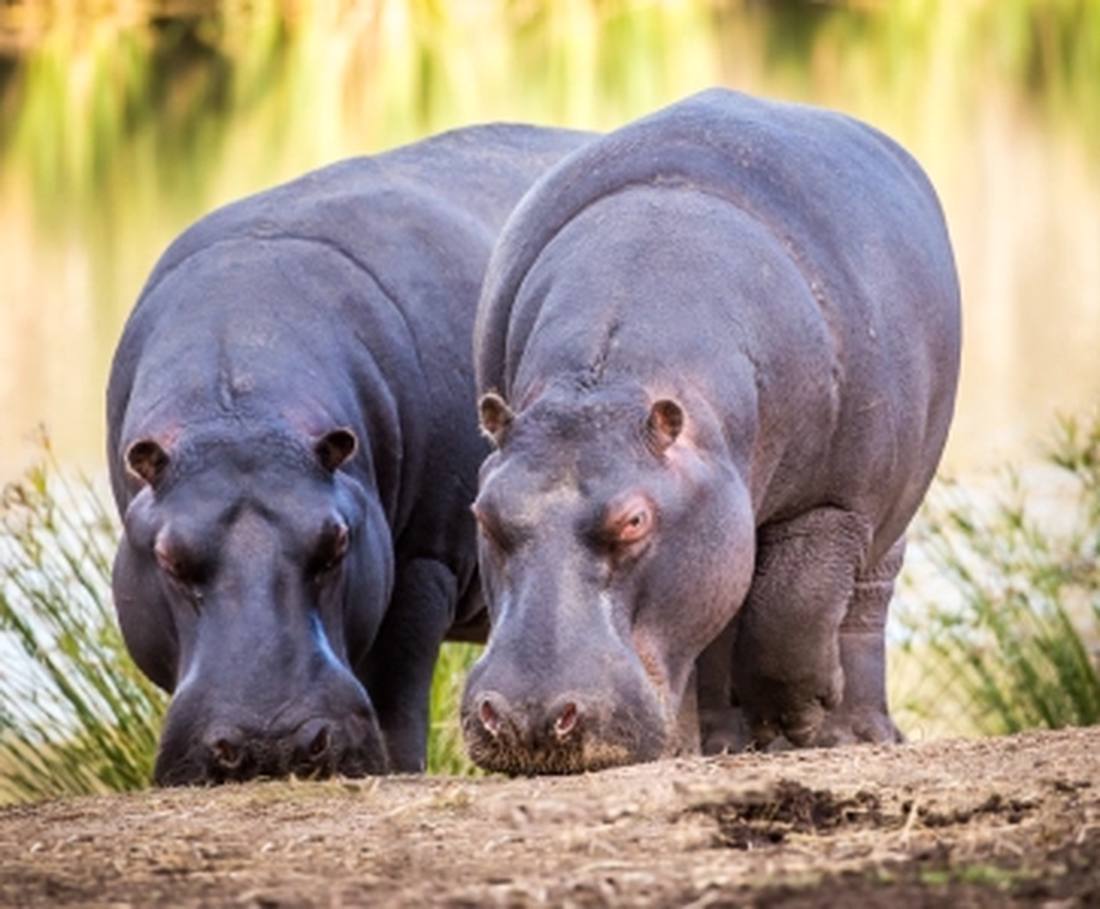 Twee nijlpaarden aan de waterkant, Zuid-Afrika