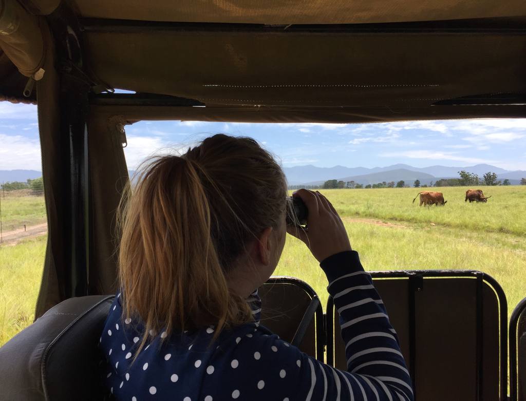 Reiziger fotografeert olifanten vanuit de open safarijeep, Zuid-Afrika