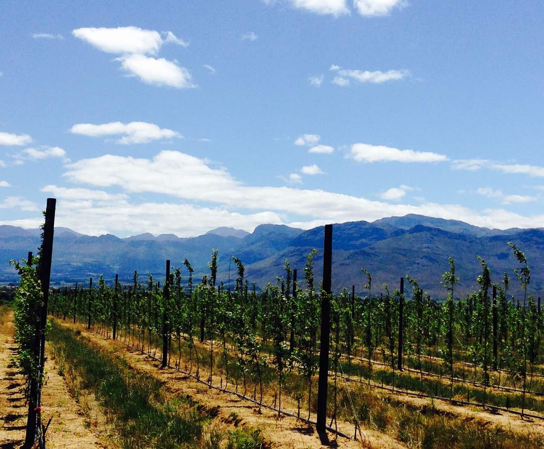 Wijnvelden met de bergen erachter bij Franschhoek, Zuid-Afrika