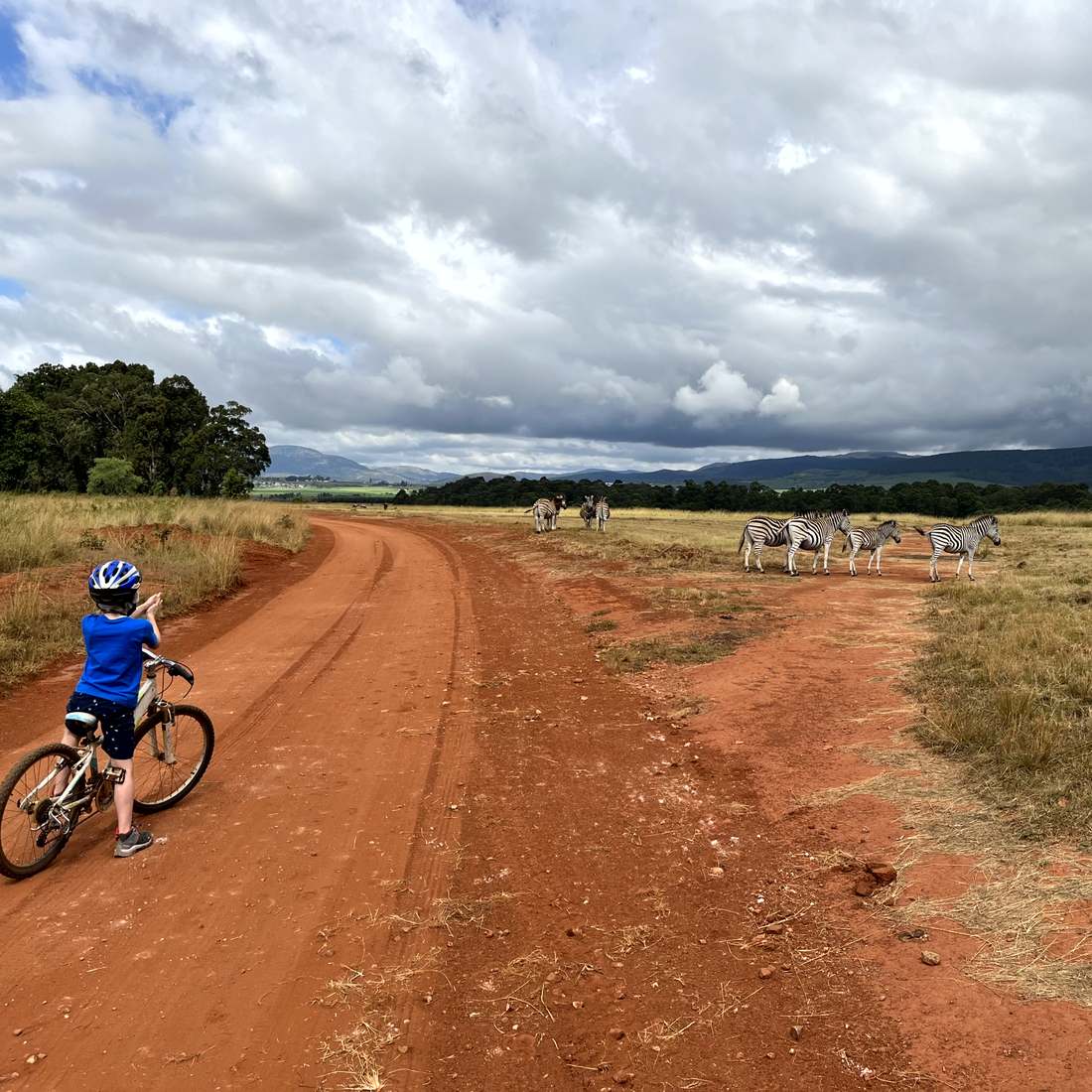 Kind op de fiets kijkt naar zebra's in een malariavrij reservaat, Zuid-Afrika