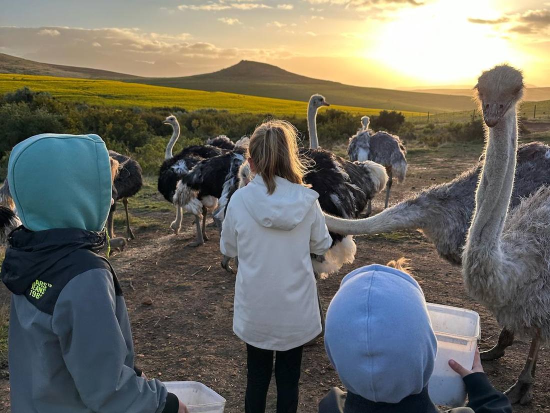 gezinsreis Zuid-Afrika struisvogels voeren