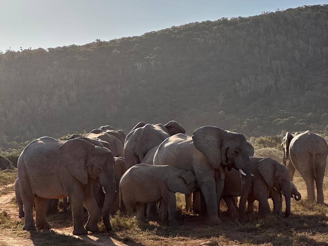 gezinsreis Zuid-Afrika olifanten op safari