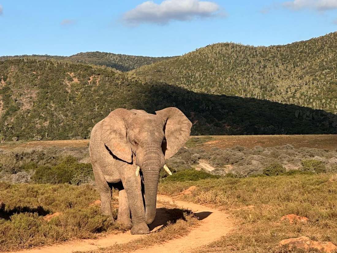 gezinsreis Zuid-Afrika op safari olifant