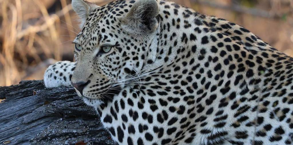 Een luipaard op een omgevallen boom in Zuid-Afrika