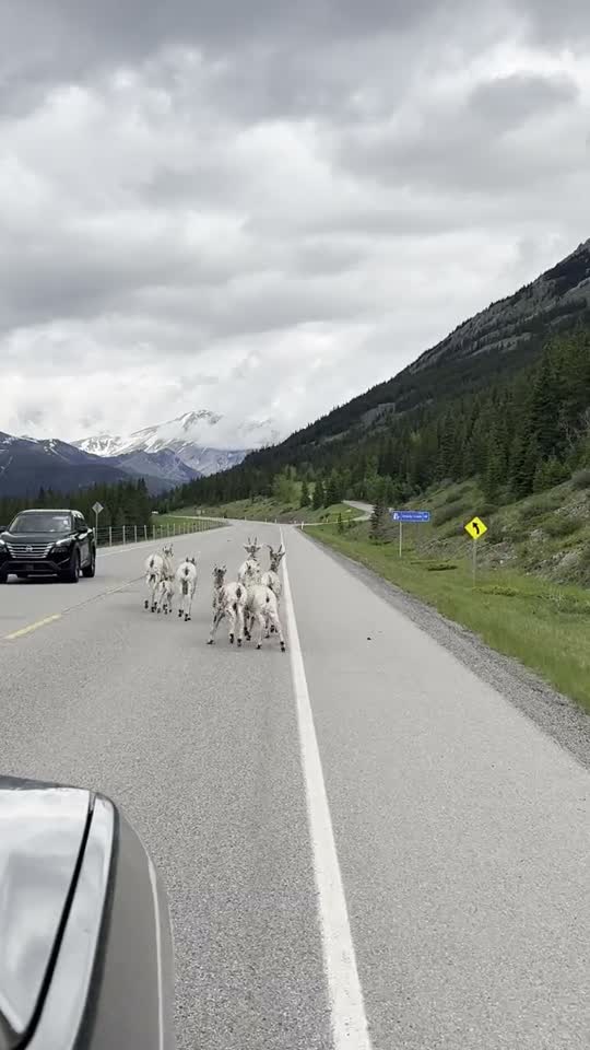 Bergschapen op de weg in de Rocky Mountains tijdens onze camperreis door West-Canada