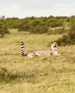 Cheeta loopt door het gras in een Zuid-Afrikaans reservaat
