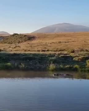 Neushoorn naast de safarijeep in een privereservaat