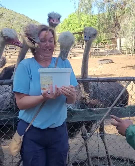 Struisvogels steken hun kop in de emmer voer die een bezoeker vasthoudt op een struisvogelfarm, Zuid-Afrika