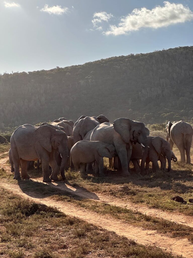 gezinsreis Zuid-Afrika olifanten op safari