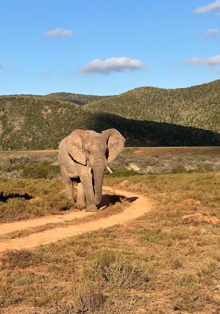 gezinsreis Zuid-Afrika op safari olifant