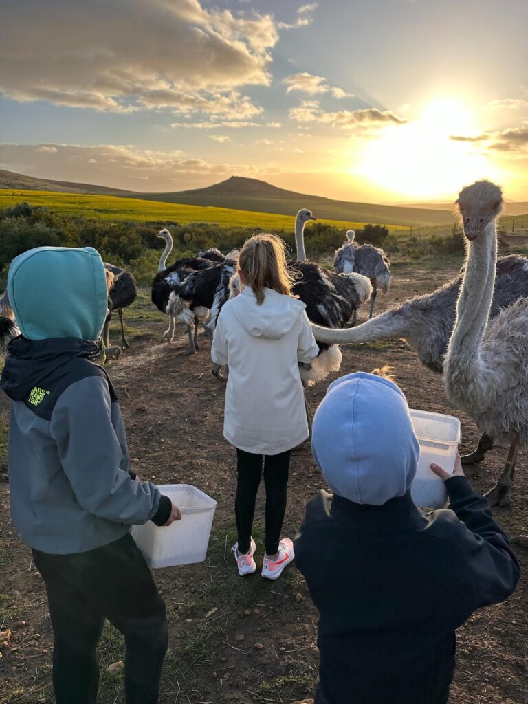 gezinsreis Zuid-Afrika struisvogels voeren