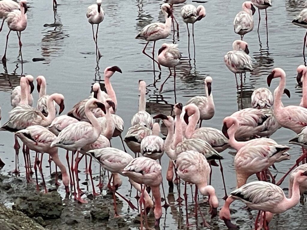 Sylvia - reis door Namibië - flamingo