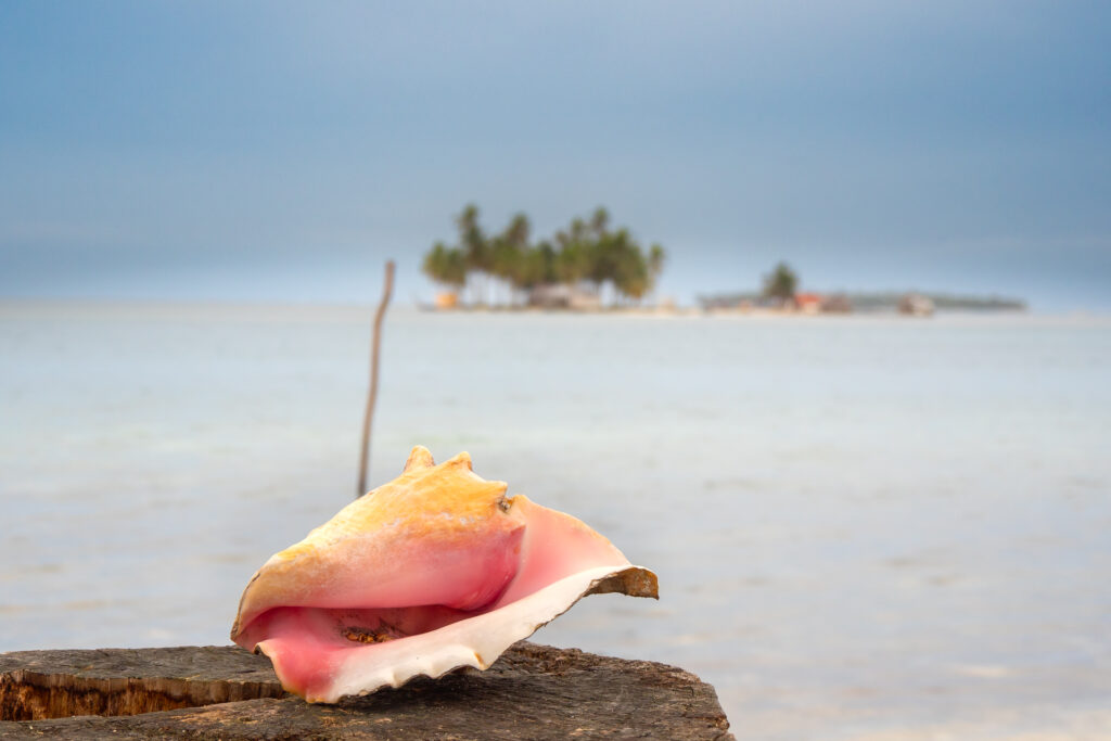 San Blas eilanden  schelp