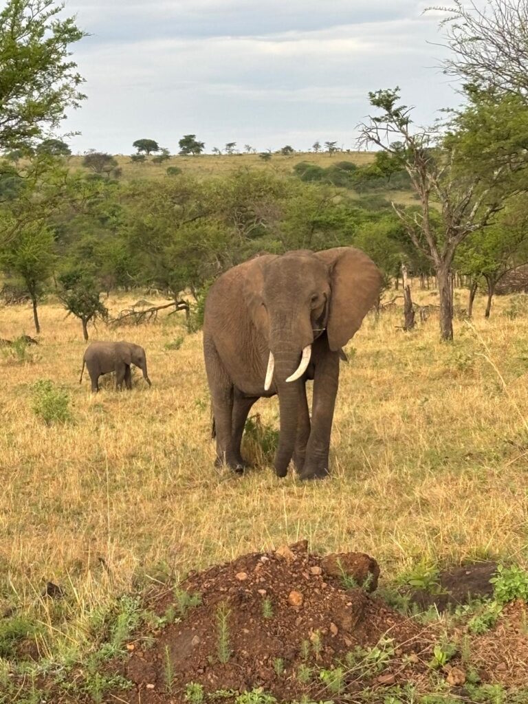 De Grote Trek in Tanzania; olifanten met jongen