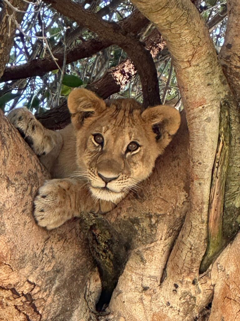 Tijdens je safari in Tanzania; leeuwen met welpen