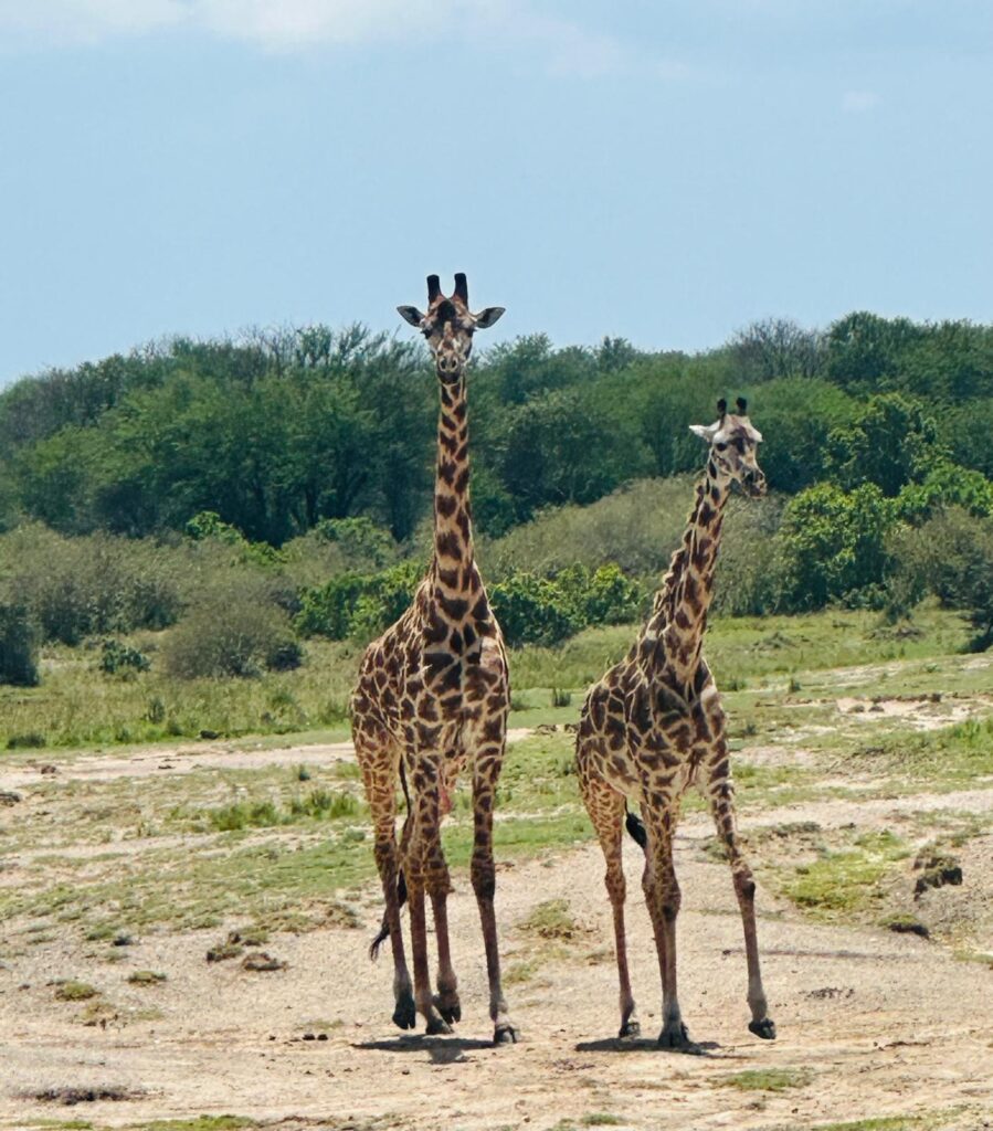 Giraffen op safari in Tanzania 
