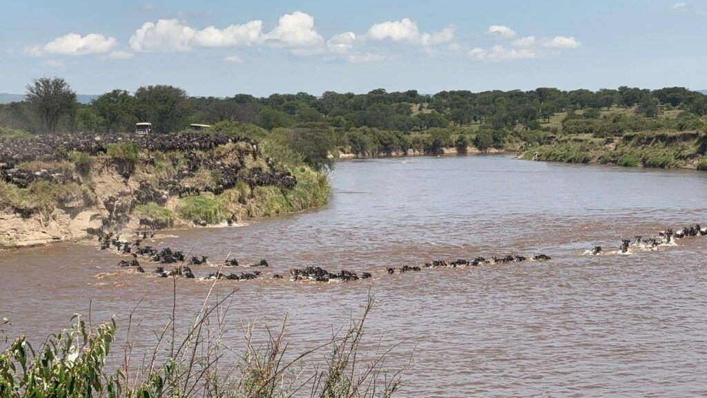 De Grote Trek in Tanzania; de oversteek