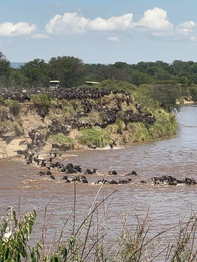 De Grote Trek in Tanzania; de oversteek